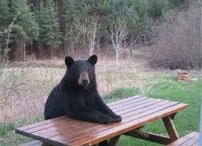 Bear at picnic table